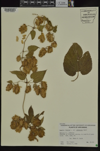 Humulus lupulus var. pubescens image