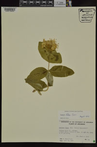 Lonicera flava image