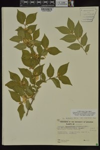 Lonicera maackii image