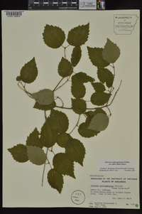 Viburnum rafinesqueanum image