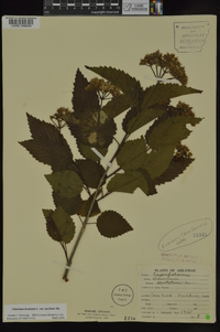 Viburnum dentatum var. lucidum image