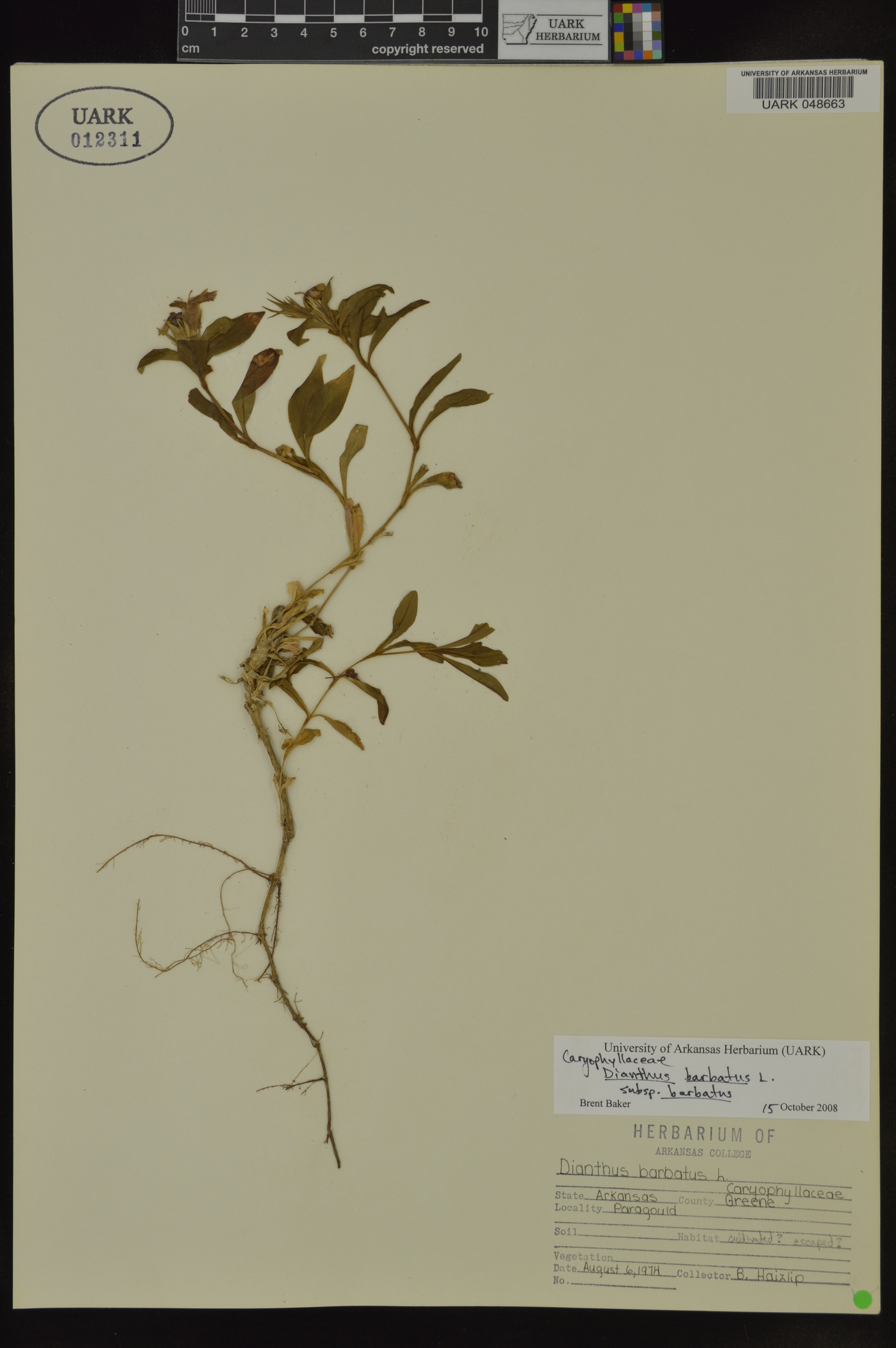 Dianthus barbatus subsp. barbatus image