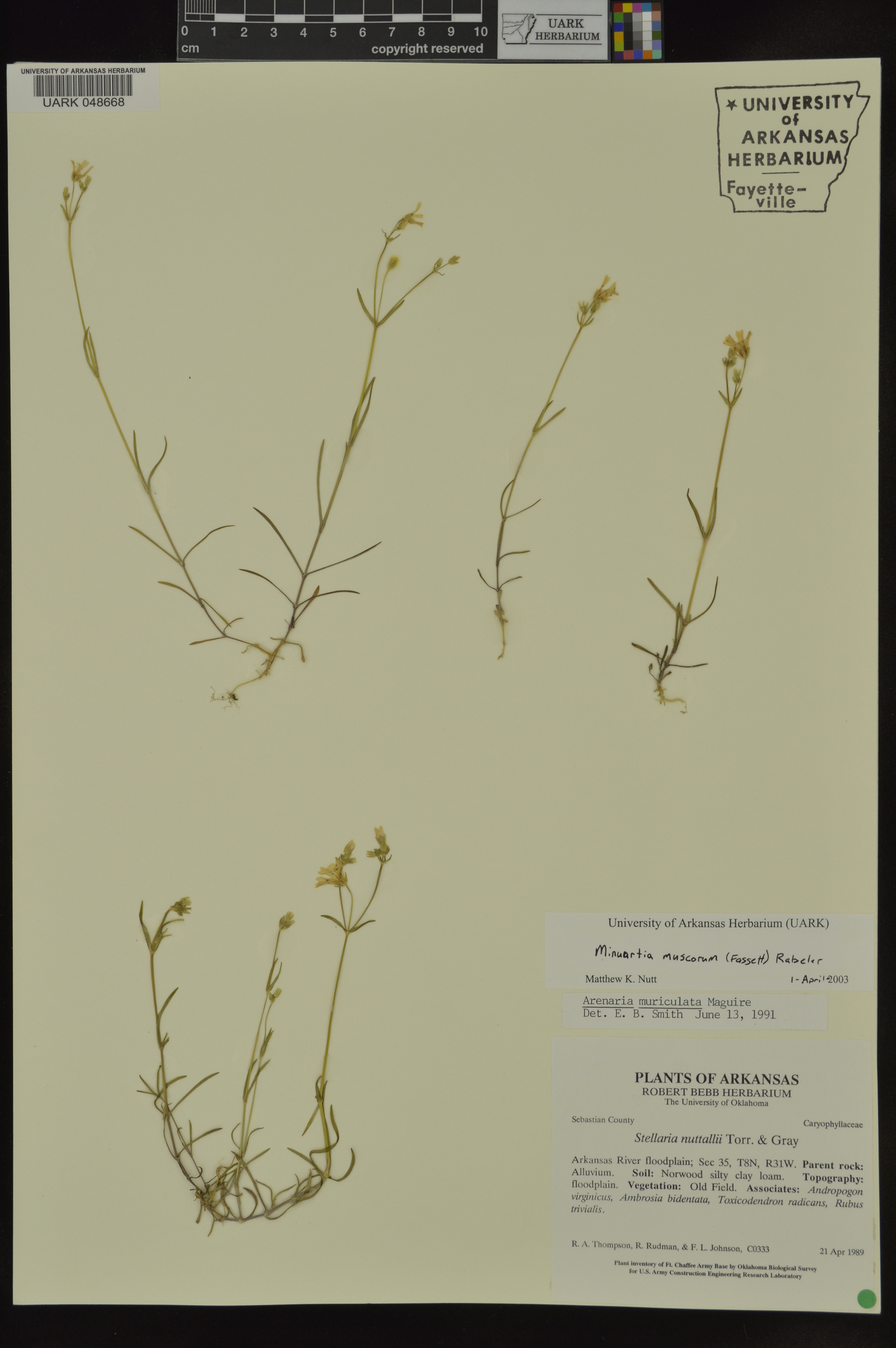 Minuartia muscorum image