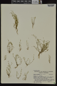 Sagina decumbens subsp. decumbens image