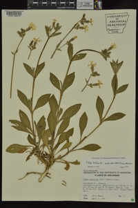 Silene latifolia image