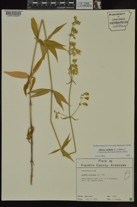 Silene stellata image