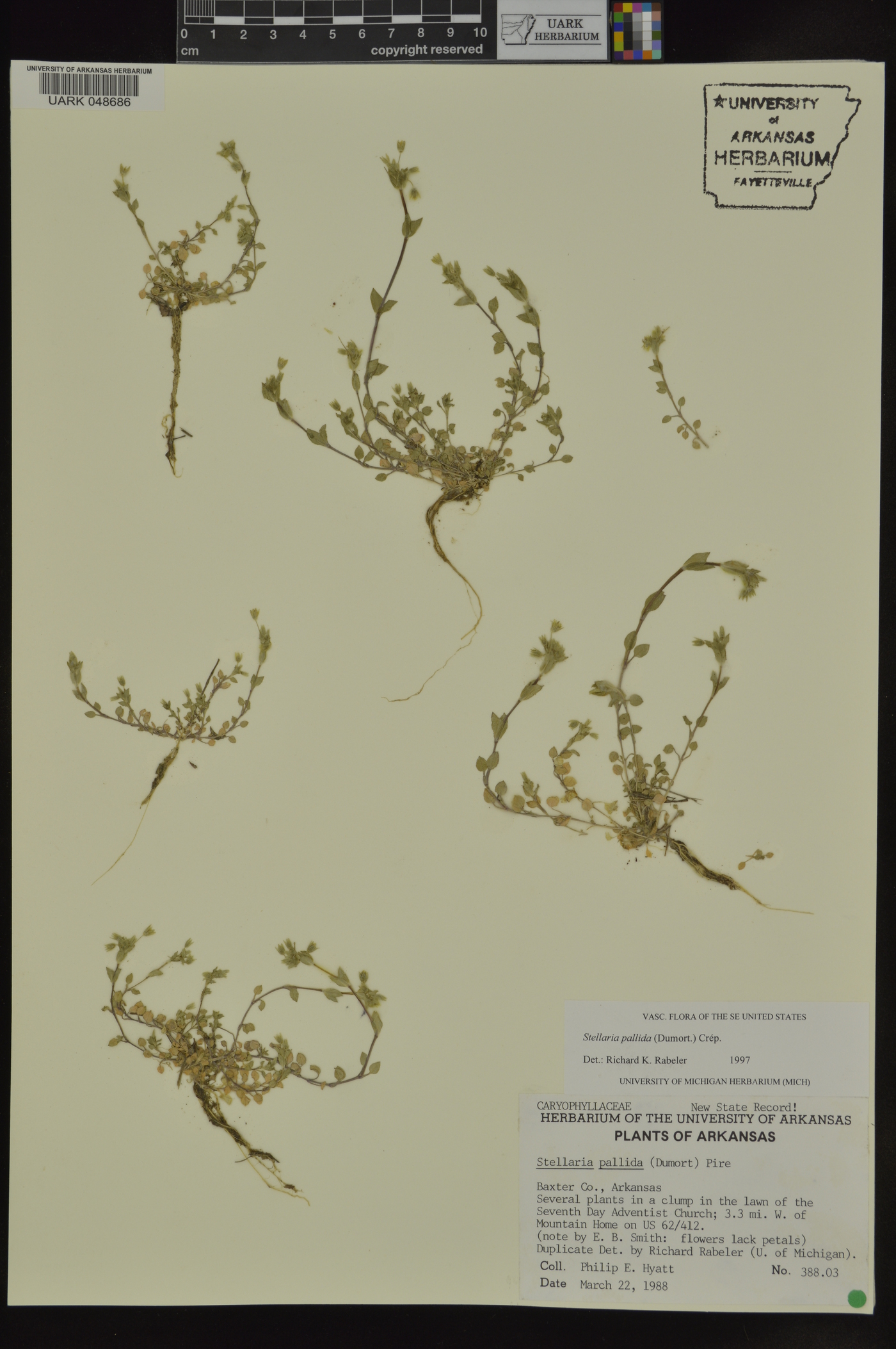 Stellaria pallida image