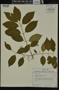 Euonymus atropurpureus var. atropurpureus image