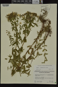 Hypericum pseudomaculatum image