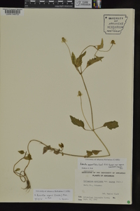 Acmella repens image