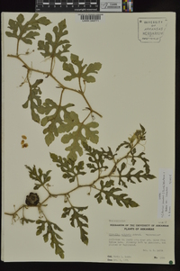 Citrullus lanatus var. lanatus image