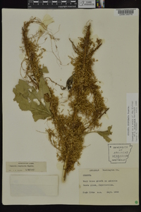 Cuscuta cuspidata image