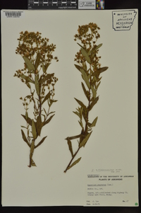 Hypericum sphaerocarpum image