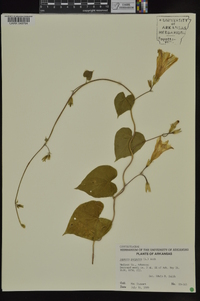 Ipomoea purpurea image