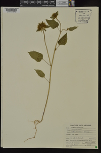 Jacquemontia tamnifolia image