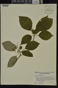 Cornus alternifolia image