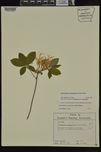 Rhododendron prinophyllum image