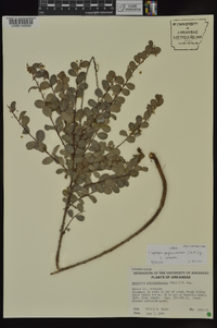 Leptopus phyllanthoides image