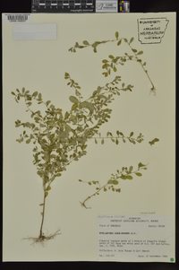 Phyllanthus caroliniensis image