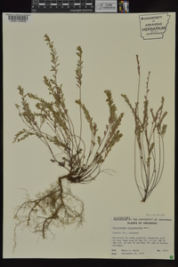 Phyllanthus polygonoides image