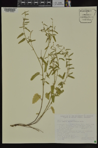 Tragia betonicifolia image