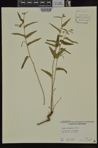 Tragia urticifolia image