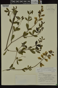 Baptisia alba image