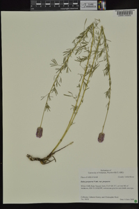 Dalea purpurea var. purpurea image