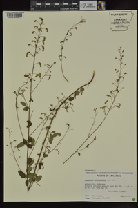 Desmodium marilandicum image