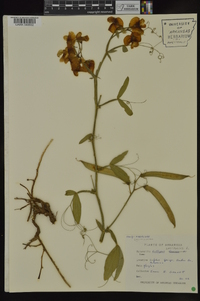 Lathyrus latifolius image