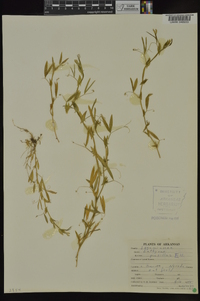 Lathyrus pusillus image