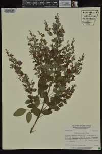 Lespedeza bicolor image