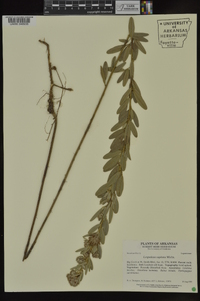 Lespedeza capitata image