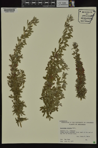 Lespedeza stuevei image