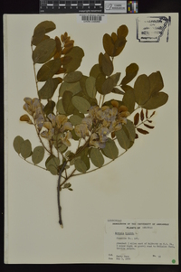 Robinia hispida image