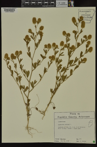 Trifolium arvense image