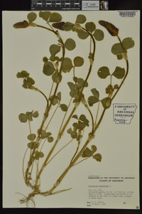 Trifolium incarnatum image