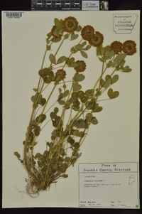 Trifolium reflexum image