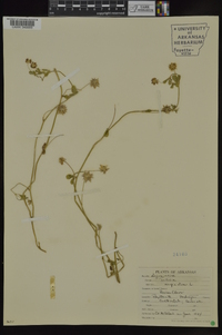 Trifolium resupinatum image