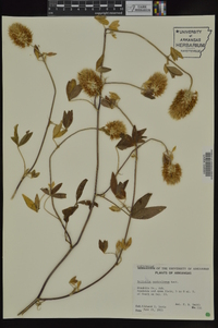 Trifolium vesiculosum image