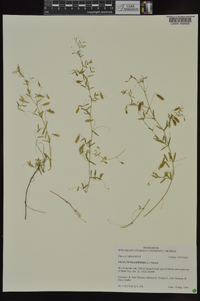 Vicia tetrasperma image