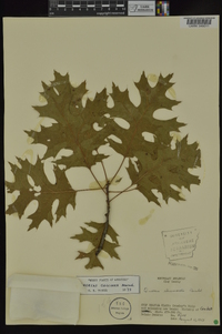 Quercus coccinea image