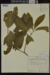 Quercus imbricaria image