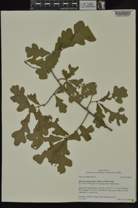 Quercus margaretta image