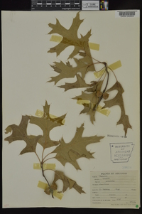 Quercus palustris image