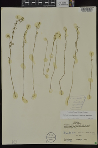 Bartonia paniculata image