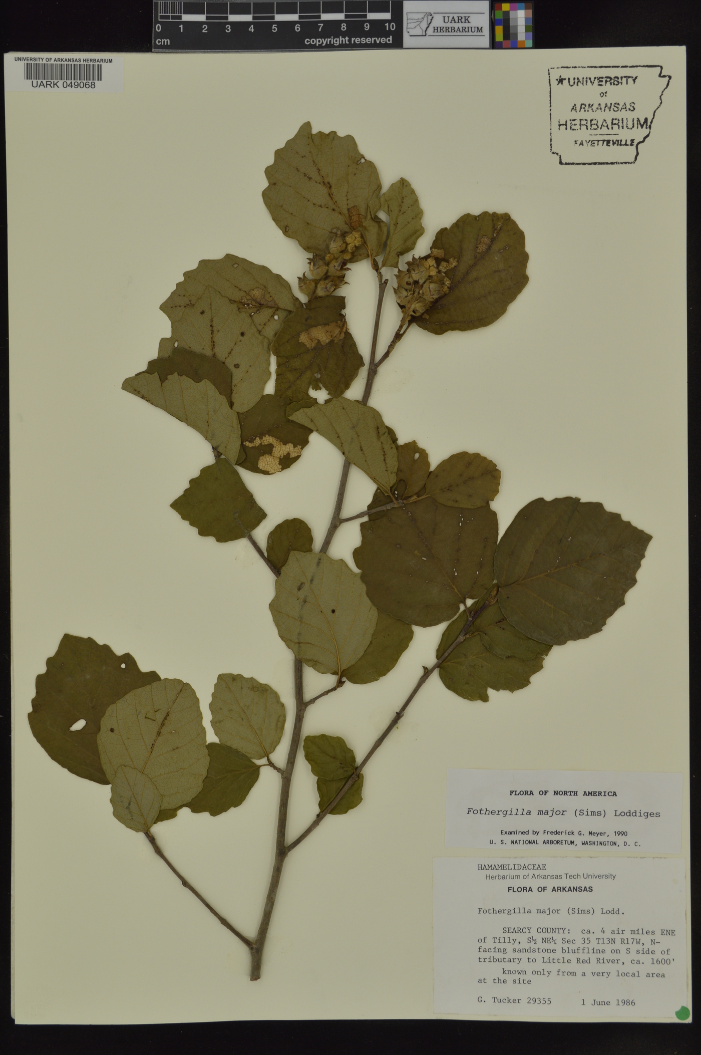 Fothergilla major image