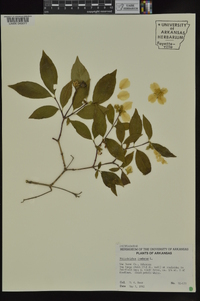 Philadelphus inodorus image