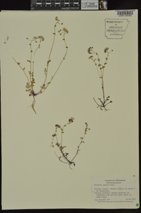 Phacelia glabra image