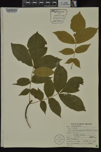 Carya myristiciformis image